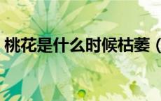 桃花是什么时候枯萎（桃花是什么时候结果）