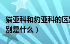 猫亚科和豹亚科的区别（猫亚科和豹亚科的区别是什么）