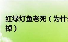 红绿灯鱼老死（为什么我样那条红绿灯鱼会死掉）