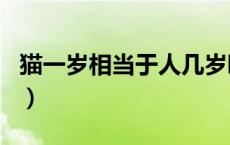 猫一岁相当于人几岁啊（猫一岁相当于人几岁）