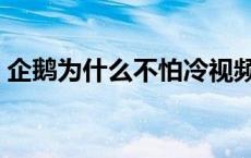 企鹅为什么不怕冷视频（企鹅为什么不怕冷）