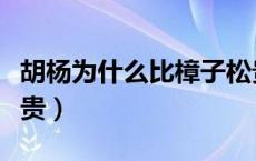 胡杨为什么比樟子松贵（胡杨为什么比樟子松贵）