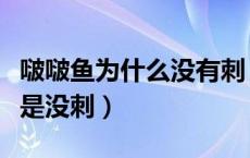 啵啵鱼为什么没有刺（啵啵鱼用的什么鱼是不是没刺）