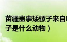 苗疆蛊事矮骡子来自哪里（苗江蛊事中的矮骡子是什么动物）