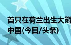 首只在荷兰出生大熊猫“梵星”将于9月回到中国(今日/头条)