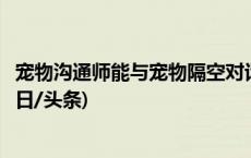 宠物沟通师能与宠物隔空对话？业内人士：没有科学依据(今日/头条)