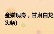 金猫现身，甘肃白龙江林区再添新物种(今日/头条)