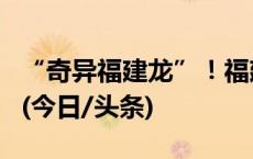 “奇异福建龙”！福建省内首次发现恐龙化石(今日/头条)