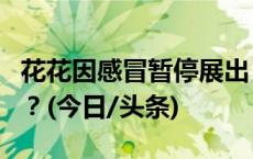 花花因感冒暂停展出，季节交替熊猫也会感冒？(今日/头条)