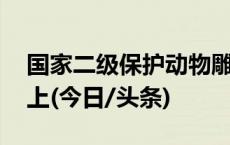 国家二级保护动物雕鸮被救助 曾挂在足球网上(今日/头条)