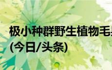 极小种群野生植物毛果木莲迁地保护初步成功(今日/头条)