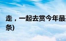 走，一起去赏今年最亮“启明星”！(今日/头条)