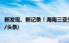 新发现、新记录！海南三亚生物多样性调查家底大揭秘(今日/头条)