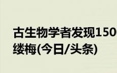 古生物学者发现1500万年前热带雨林中的银缕梅(今日/头条)