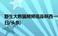 野生大熊猫频频现身陕西一村庄 疑似生病 目前已被救助(今日/头条)