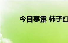 今日寒露 柿子红了皮(今日/头条)