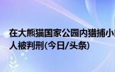 在大熊猫国家公园内猎捕小熊猫金丝猴卖给民营动物园，多人被判刑(今日/头条)