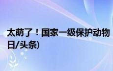 太萌了！国家一级保护动物“荒漠猫”现身四川达古冰川(今日/头条)