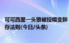 可可西里一头狼被投喂变胖 专家：不应人为干预野生动物生存法则(今日/头条)