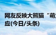 网友反映大熊猫“萌兰”受伤，北京动物园回应(今日/头条)