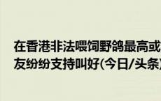 在香港非法喂饲野鸽最高或将罚款10万港元及监禁1年，网友纷纷支持叫好(今日/头条)