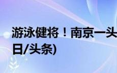 游泳健将！南京一头野猪12分钟横渡长江(今日/头条)