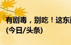 有剧毒，别吃！这东西不是四季豆也不是豌豆(今日/头条)