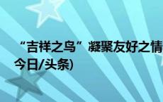 “吉祥之鸟”凝聚友好之情 朱鹮在日韩安家落户繁衍生息(今日/头条)