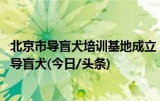 北京市导盲犬培训基地成立 符合条件的视障人士可免费申领导盲犬(今日/头条)