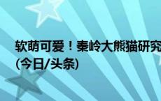 软萌可爱！秦岭大熊猫研究中心2023年添了7只“小团子”(今日/头条)