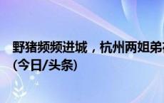 野猪频频进城，杭州两姐弟夜晚散步遇“二师兄”爬树躲避(今日/头条)