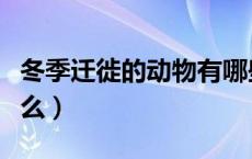 冬季迁徙的动物有哪些（冬季迁徙的动物有什么）