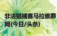 非法猎捕喜马拉雅麝！西藏两名犯罪嫌疑人落网(今日/头条)