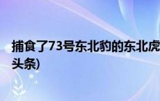 捕食了73号东北豹的东北虎是谁？虎豹专家已查明→(今日/头条)