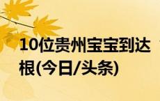 10位贵州宝宝到达“尔滨”！人手一筐折耳根(今日/头条)