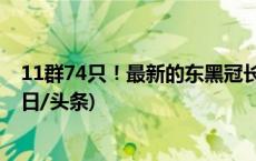 11群74只！最新的东黑冠长臂猿种群数量调查结果来了(今日/头条)