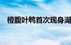 橙腹叶鹎首次现身湖北神农架(今日/头条)