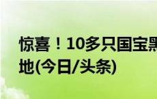 惊喜！10多只国宝黑鹳首次现身房山长沟湿地(今日/头条)