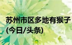 苏州市区多地有猴子“闲逛”，相关部门回应(今日/头条)