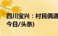 四川宝兴：村民偶遇野生大熊猫在林中活动(今日/头条)