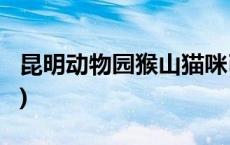 昆明动物园猴山猫咪已被安全移出(今日/头条)