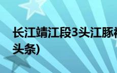 长江靖江段3头江豚被列为可识别个体(今日/头条)