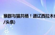 猴群与猫共栖！通辽西拉木伦动物园：未存在欺凌现象(今日/头条)