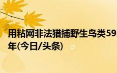 用粘网非法猎捕野生鸟类59只，一被告人获刑十个月缓期一年(今日/头条)