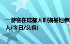 一游客在成都大熊猫基地参观时向场内投掷物品，被终身禁入(今日/头条)