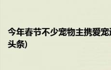 今年春节不少宠物主携爱宠返乡 为亲人带去别样年味(今日/头条)