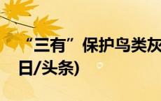 “三有”保护鸟类灰头麦鸡现身安徽祁门(今日/头条)