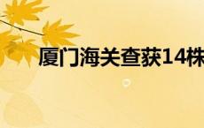 厦门海关查获14株捕蝇草(今日/头条)