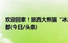 欢迎回家！旅西大熊猫“冰星”“花嘴巴”一家平安抵达成都(今日/头条)