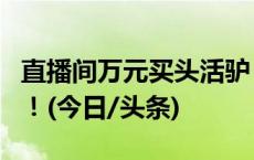 直播间万元买头活驴，从山东运到广西？真的！(今日/头条)